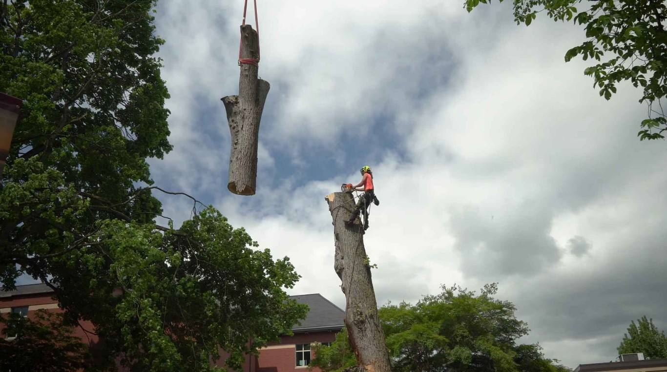 Tree Removal service in Casa Grande, AZ