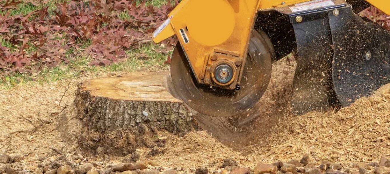 Stump Grinding & Removal service in Casa Grande, AZ